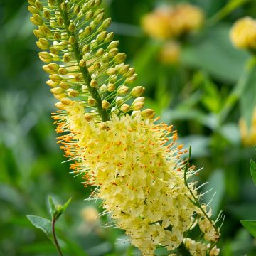 Eremurus bungei