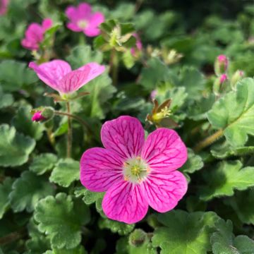 Erodium Bishop's Form