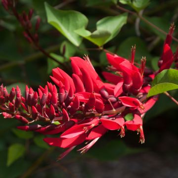 Erythrina bidwillii