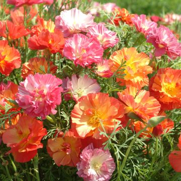 Eschscholzia Jelly Beans - Papavero della California