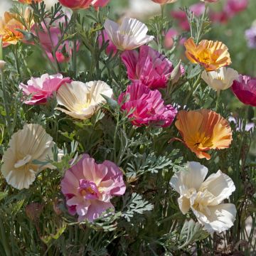Eschscholzia Thai Silk Formula Mixture - Papavero della California