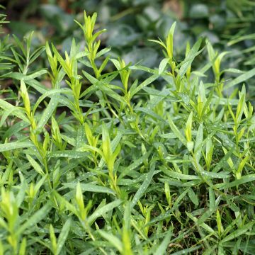 Artemisia redowski dracunculoides - Dragoncello