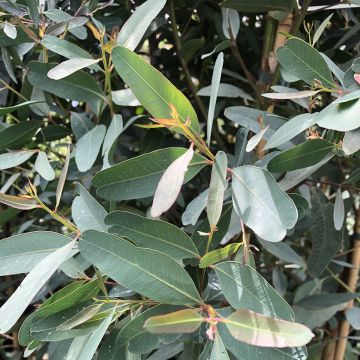 Eucalyptus camaldulensis Rostrata - Eucalipto