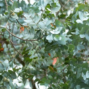 Eucalyptus cinerea - Eucalipto