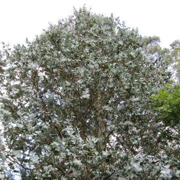 Eucalyptus cordata subsp quadrangulosa - Eucalipto