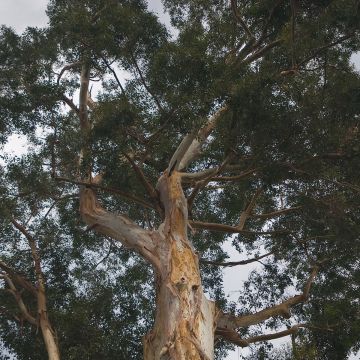 Eucalyptus deanei - Eucalipto