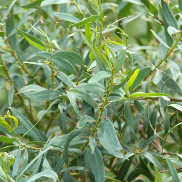Eucalyptus deuaensis - Eucalipto