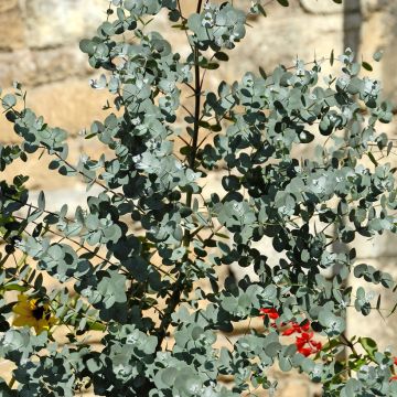 Eucalipto - Eucalyptus gunnii