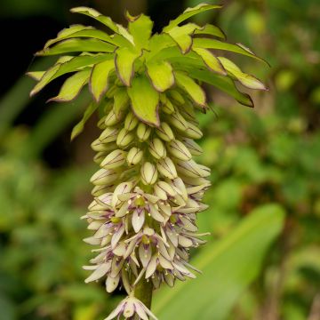 Eucomis bicolor - Giglio di ananas