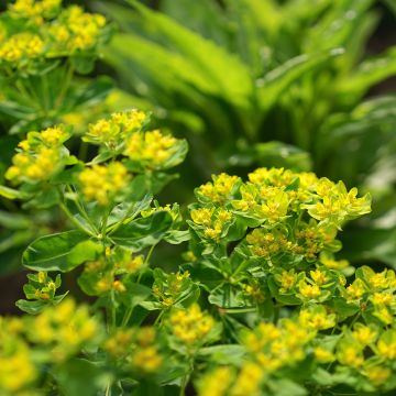 Euphorbia cornigera