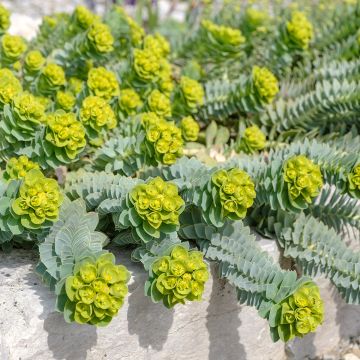 Euphorbia myrsinites