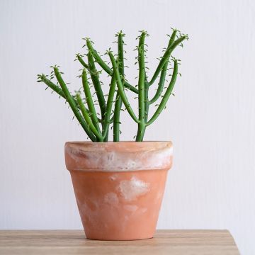 Euphorbia tirucalli - Albero delle Matite