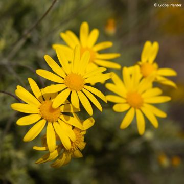 Euryops Infinity
