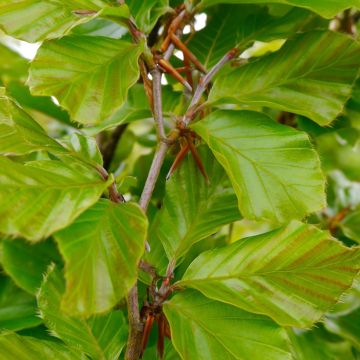 Fagus sylvatica Callista - Faggio