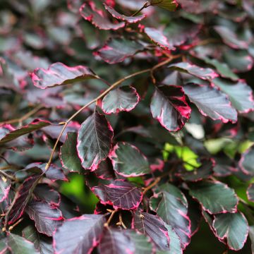 Fagus sylvatica Two Color Weeping - Faggio
