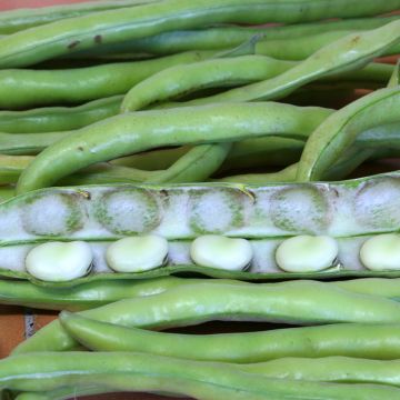 Fava Driemaal Wit Listra