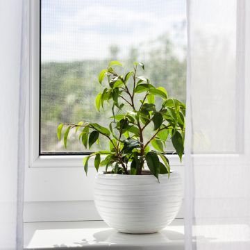 Ficus Exotica