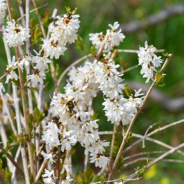 Abeliophyllum distichum - Forsizia bianca