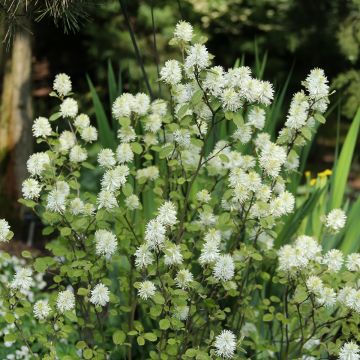 Fothergilla intermedia Red Licorice