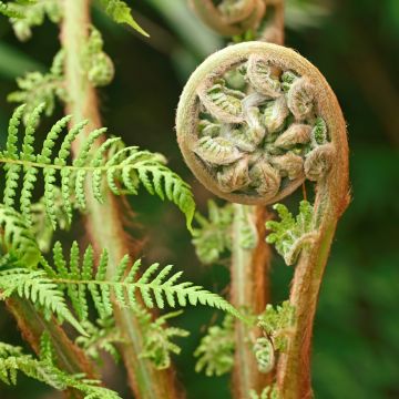 Dicksonia antarctica - Felce arborea