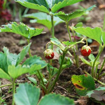 Fragola