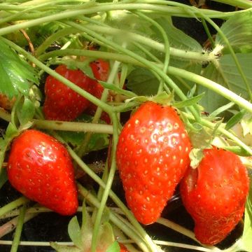 Fragola Ciflorette Bio