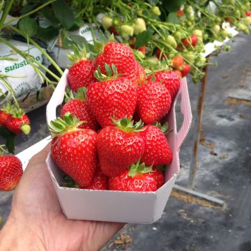 Fragola Magnum