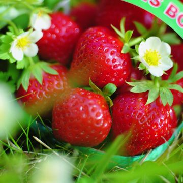 Fragola rifiorente 4 stagioni Mara des Bois