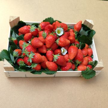 Fragola rifiorente Mariguette