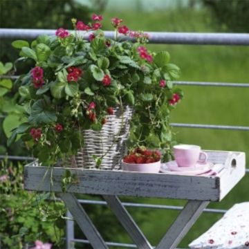 Fragola Toscana Deep Rose F1