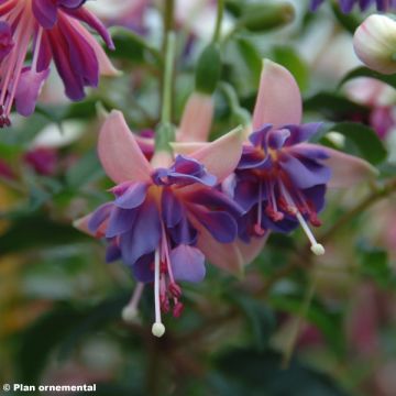 Fuchsia Shadow Dancer Amelie - Fucsia