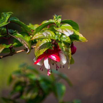 Fuchsia Mme Cornelissen - Fucsia