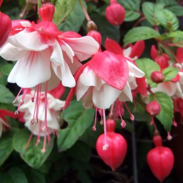 Fuchsia Swingtime - Fucsia