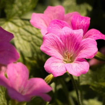 Geranium endressii Beholder's Eye