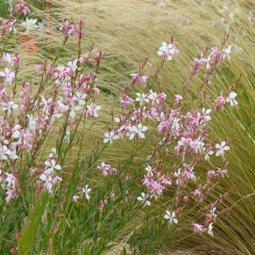 Gaura The Bride