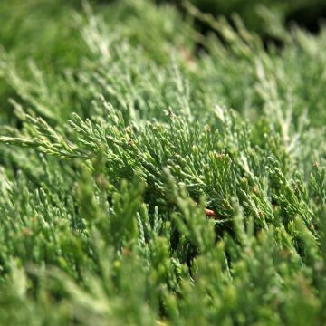 Juniperus horizontalis Andorra Compact - Ginepro strisciante