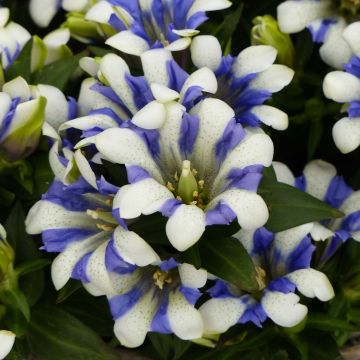 Gentiana scabra Royal Stripes - Genziana