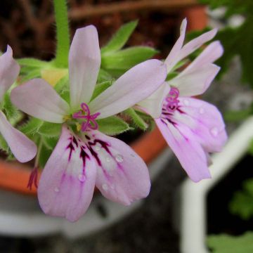 Pelargonium capitatum - Geranio capitato