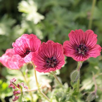 Geranium cinereum Jolly Jewel Salmon