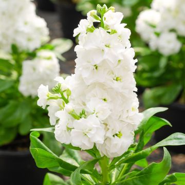 Violaciocca rossa Heritage White