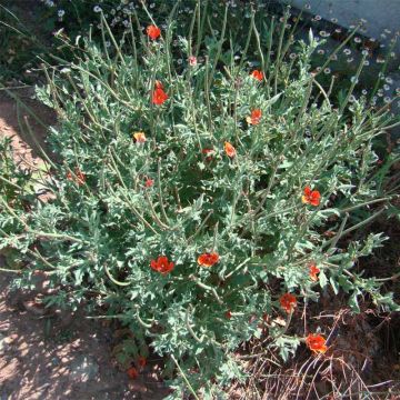 Glaucium corniculatum - Papavero cornicolato