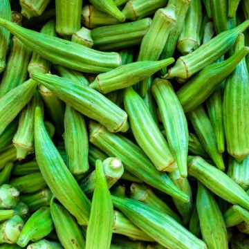 Abelmoschus esculentus - Okra