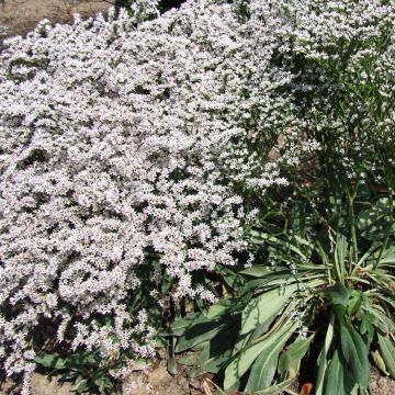 Goniolimon tataricum - Limonio tatarico
