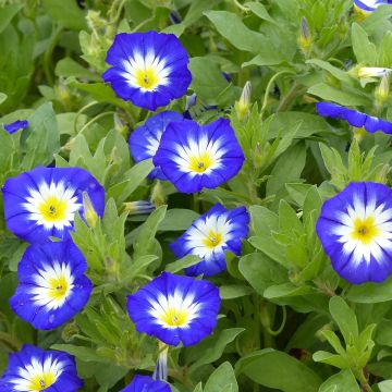 Convolvulus tricolor Pavillon Bleu - Vilucchio tricolore