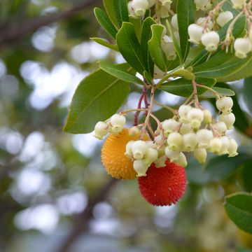 Arbutus unedo (semi) - Corbezzolo
