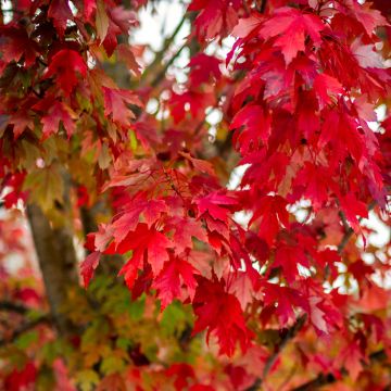 Acer rubrum - Acero Rosso (semi)