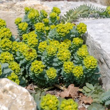 Euphorbia myrsinites (semi)