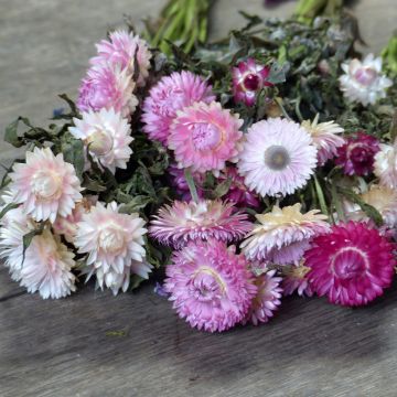 Xerochrysum bracteatum Camargue (piantine)