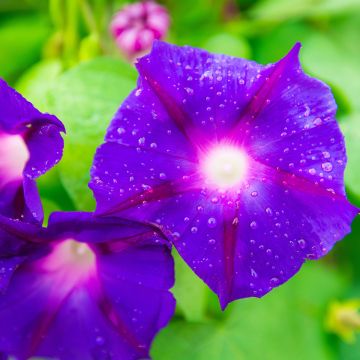 Ipomoea purpurea Grandpa Ott - Campanella turchina Ipomoea purpurea Grandpa Ott - Campanella turchina