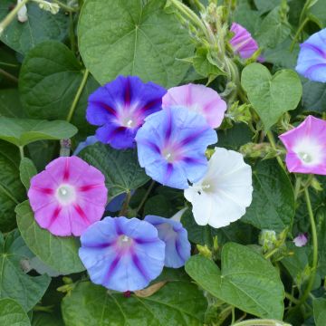 Ipomoea tricolor Mix - Campanella tricolore